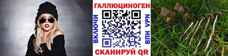 дарнет шоп  Орёл  Псилоцибиновые грибы Psilocybine cubensis 